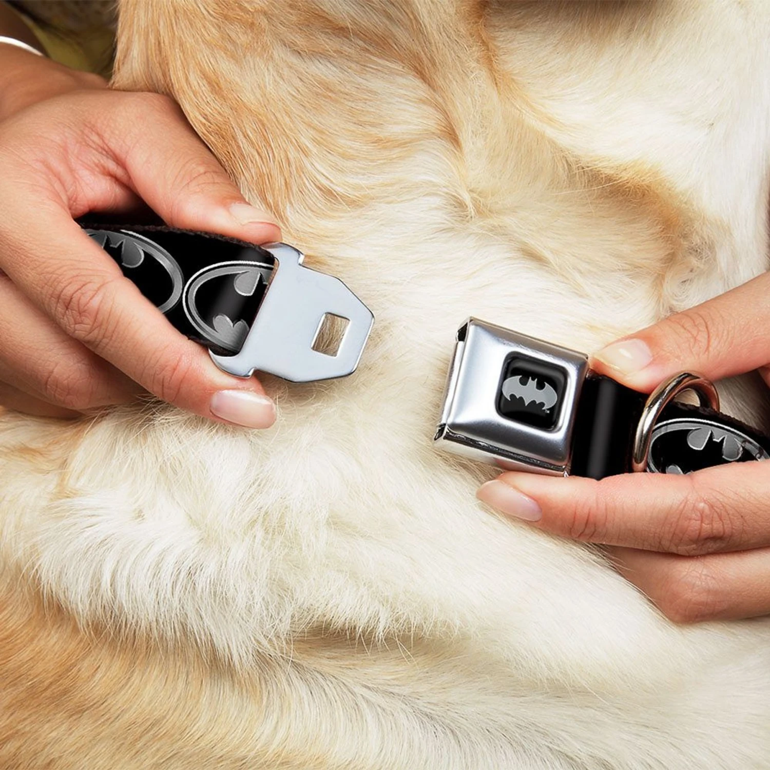 Frisco Bat Wings Dog & Cat Costume & Buckle-Down Batman Shield Polyester Dog Collar 9 Frisco Bat Wings Dog & Cat Costume & Buckle-Down Batman Shield Polyester Dog Collar - Image 7