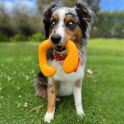Nylabone Creative Play C-Shuu Interactive Exercise Dog Toy -Pet Dog Supply Store 665654 PT2. AC SS1800 V1679081955