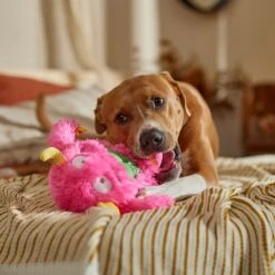 Frisco Halloween Zany Monster Muscle Plush Squeaky Dog Toy -Pet Dog Supply Store 668166 PT3. AC SS1800 V1689271301