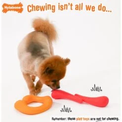 Nylabone Creative Play Stik-GO & C-Shuu Interactive Dog Toy Bundle -Pet Dog Supply Store 684894 PT2. AC SS1800 V1679081584
