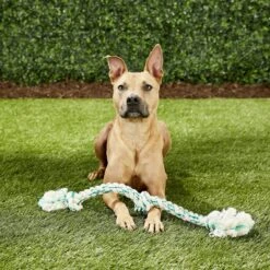 Booda Fresh N Floss Spearmint 3-Knot Rope Dog Toy -Pet Dog Supply Store 70578 PT4. AC SS1800 V1545172330