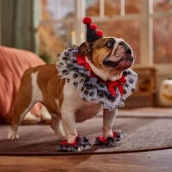 Frisco Clown Dog & Cat Costume Accessory 14 Frisco Clown Dog & Cat Costume Accessory -Pet Dog Supply Store 706526 PT7. AC SS1800 V1689282556