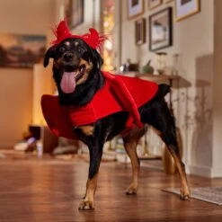 Frisco My Little Devil Dog & Cat Costume Accessory 16 Frisco My Little Devil Dog & Cat Costume Accessory -Pet Dog Supply Store 706622 PT7. AC SS1800 V1689342200