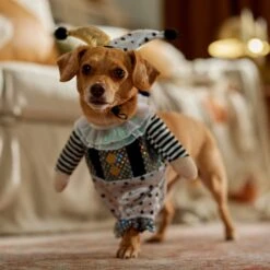 Frisco Front Walking Glitter Clown Dog & Cat Costume 18 Frisco Front Walking Glitter Clown Dog & Cat Costume -Pet Dog Supply Store 707542 PT7. AC SS1800 V1689278717