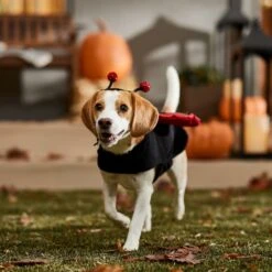 Frisco Glittered Ladybug Dog & Cat Costume 18 Frisco Glittered Ladybug Dog & Cat Costume -Pet Dog Supply Store 708254 PT7. AC SS1800 V1689354959