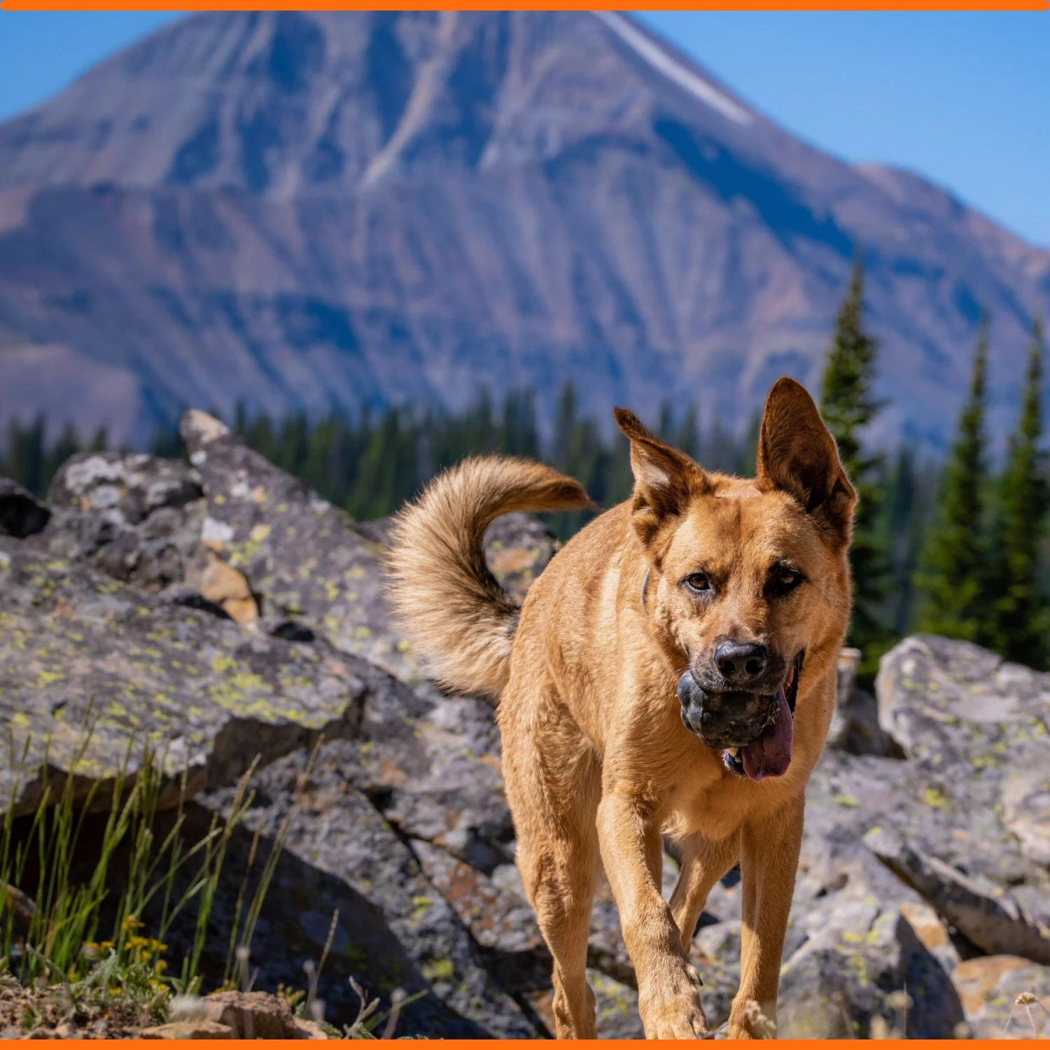 Monster K9 Dog Toys Ultra Durable Tumbler Interactive Dog Toy, Black 6 Monster K9 Dog Toys Ultra Durable Tumbler Interactive Dog Toy, Black - Image 4