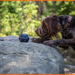 Monster K9 Dog Toys Ultra Durable Tumbler Interactive Dog Toy, Black 13 Monster K9 Dog Toys Ultra Durable Tumbler Interactive Dog Toy, Black -Pet Dog Supply Store 711342 PT4. AC SS1800 V1668809680