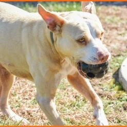 Monster K9 Dog Toys Ultra Durable Tumbler Interactive Dog Toy, Black 14 Monster K9 Dog Toys Ultra Durable Tumbler Interactive Dog Toy, Black -Pet Dog Supply Store 711342 PT5. AC SS1800 V1668809679