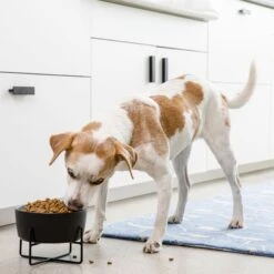 Waggo Simple Solid Iron Dog & Cat Bowl Stand -Pet Dog Supply Store 731462 PT3. AC SS1800 V1698346639