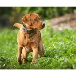 SpotOn Fence Verizon GPS Dog Fence 12 SpotOn Fence Verizon GPS Dog Fence -Pet Dog Supply Store 757574 PT2. AC SS1800 V1674670636