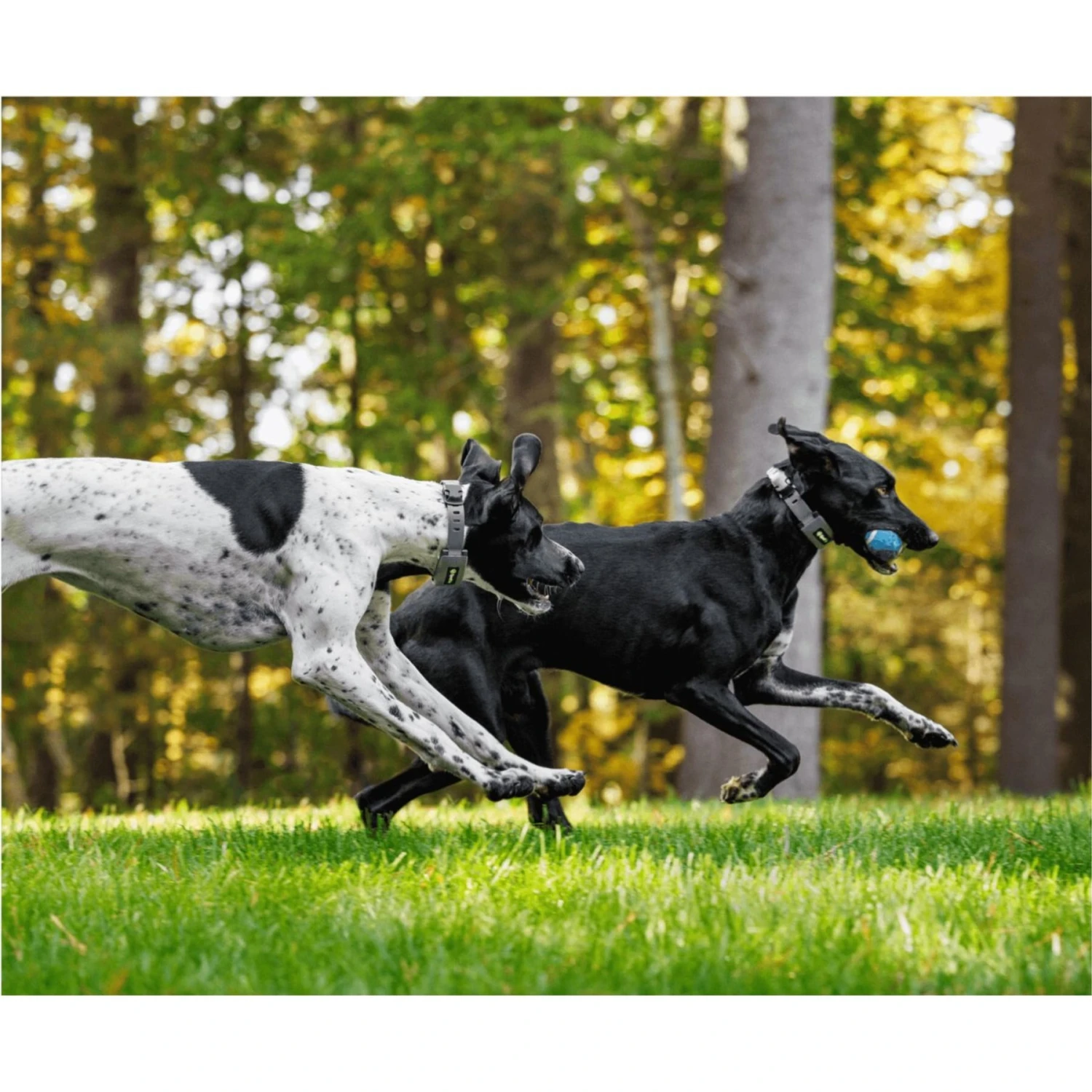 SpotOn Fence Verizon GPS Dog Fence 10 SpotOn Fence Verizon GPS Dog Fence - Image 9