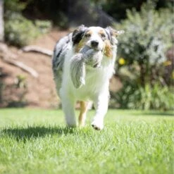 Hyper Pet Doggie Tail Interactive Dog Toy 16 Hyper Pet Doggie Tail Interactive Dog Toy -Pet Dog Supply Store 80151 PT6. AC SS1800 V1639093362