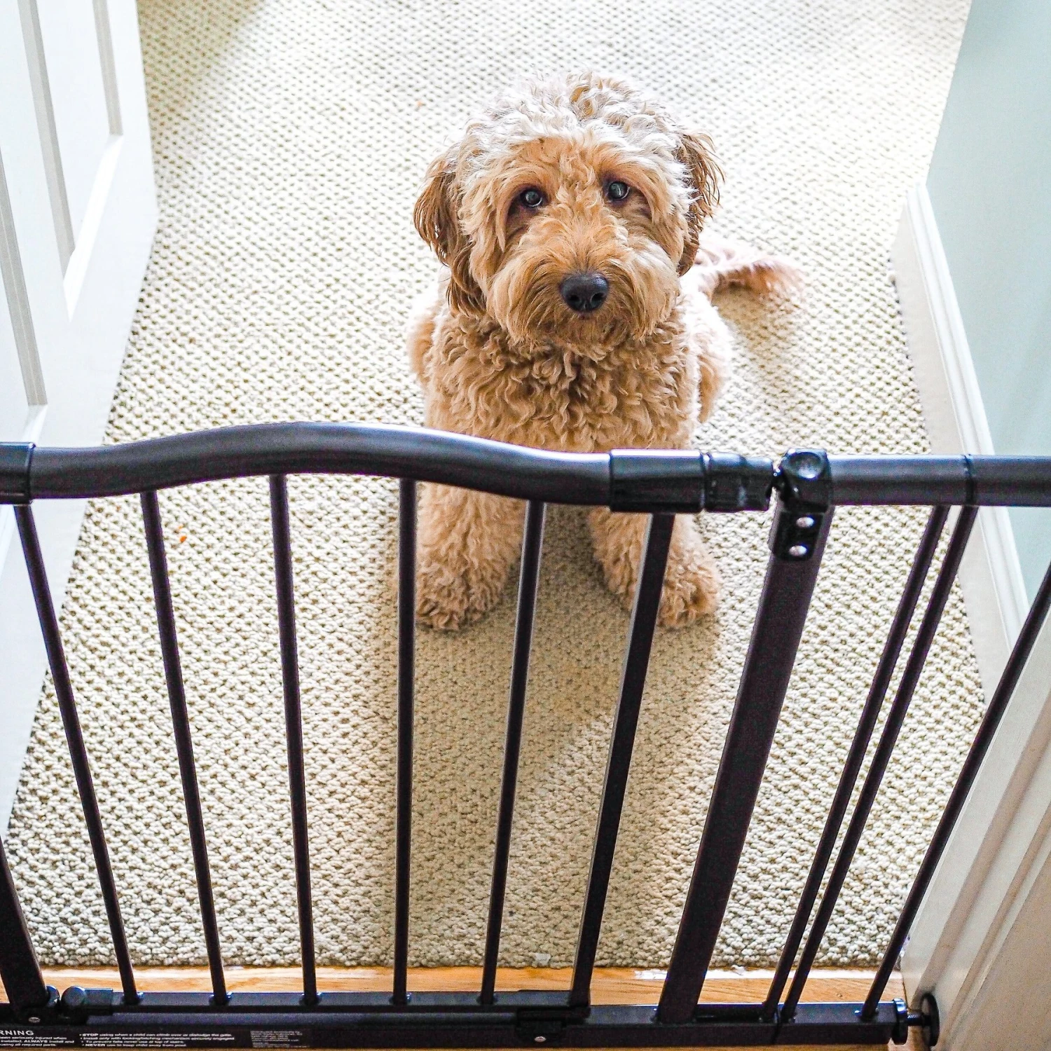 MyPet Windsor Arch Pet Gate For Dogs & Cats 6 MyPet Windsor Arch Pet Gate For Dogs & Cats - Image 4