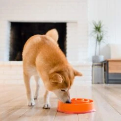 Outward Hound Fun Feeder Interactive Dog Bowl, Orange -Pet Dog Supply Store 85929 PT5. AC SS1800 V1694286712