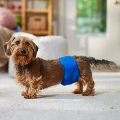 Frisco Washable Dog Diaper Male Wraps -Pet Dog Supply Store 862854 PT3. AC SS1800 V1698950172