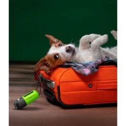 ConairPROPET LED Poop Bag Dispenser With Bungee Cord Loop 13 ConairPROPET LED Poop Bag Dispenser With Bungee Cord Loop -Pet Dog Supply Store 866502 PT4. AC SS1800 V1689632026