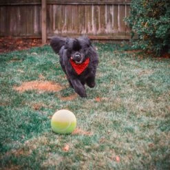 Pet Fit For Life Dog Step-on Sprinkler Dog Toy, Silver -Pet Dog Supply Store 872438 PT6. AC SS1800 V1686246169