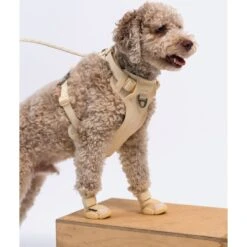 RIFRUF Caesar 1 Dog Boot -Pet Dog Supply Store 884238 PT2. AC SS1800 V1699647438