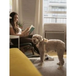 RIFRUF Caesar 1 Dog Boot -Pet Dog Supply Store 884238 PT3. AC SS1800 V1699458953