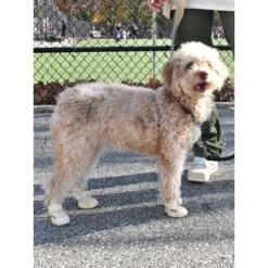 RIFRUF Caesar 1 Dog Boot -Pet Dog Supply Store 884238 PT6. AC SS1800 V1699653023