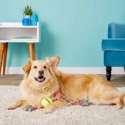 Mammoth Color 3 Knot Rope Tug With Tennis Ball For Dogs, Color Varies 11 Mammoth Color 3 Knot Rope Tug With Tennis Ball For Dogs, Color Varies -Pet Dog Supply Store 89513 PT2. AC SS1800 V1633020506