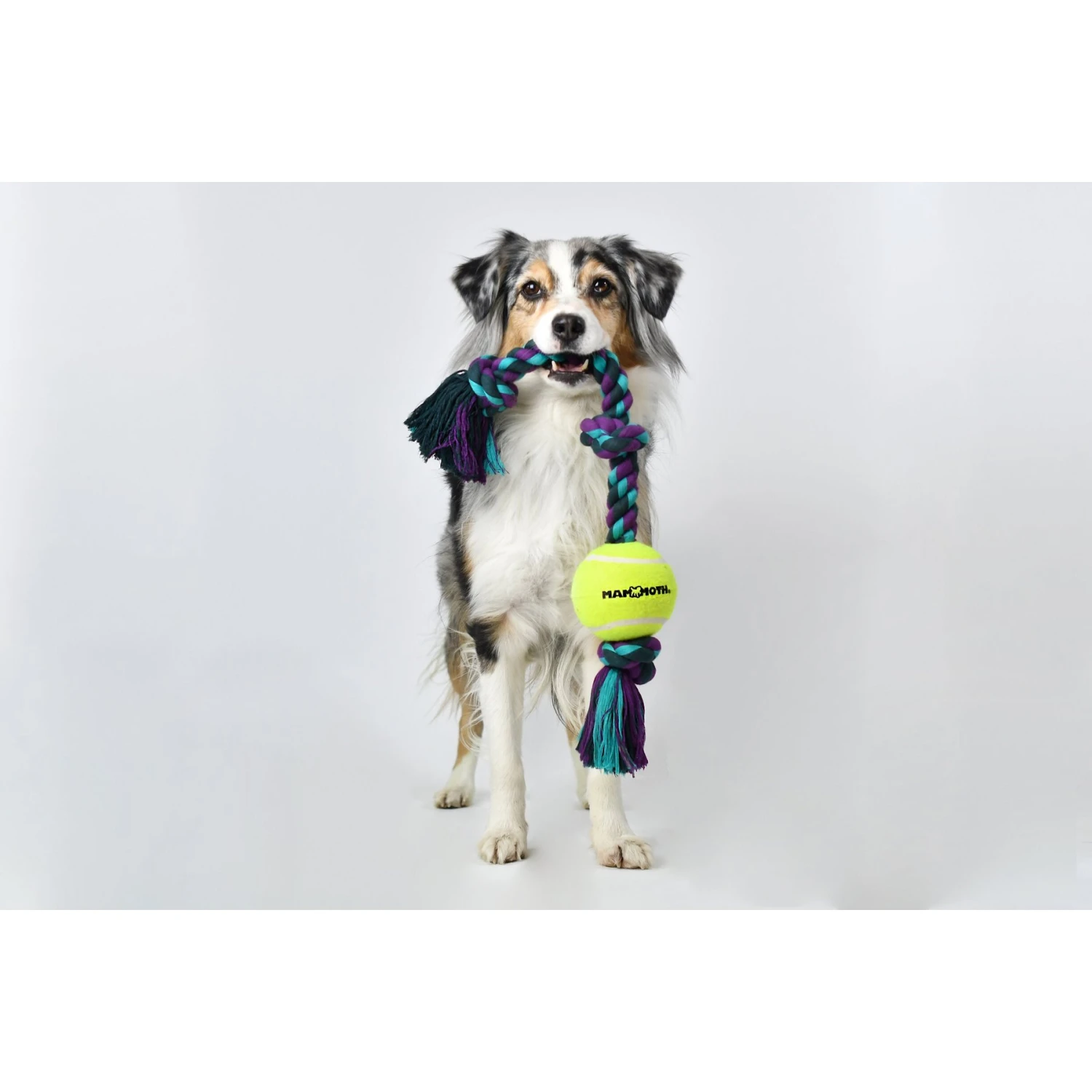 Mammoth Color 3 Knot Rope Tug With Tennis Ball For Dogs, Color Varies 5 Mammoth Color 3 Knot Rope Tug With Tennis Ball For Dogs, Color Varies - Image 3