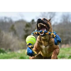 Mammoth Color 3 Knot Rope Tug With Tennis Ball For Dogs, Color Varies 14 Mammoth Color 3 Knot Rope Tug With Tennis Ball For Dogs, Color Varies -Pet Dog Supply Store 89513 PT5. AC SS1800 V1633020729