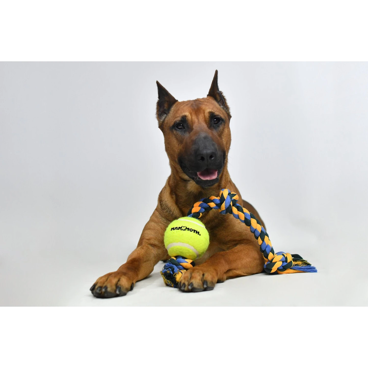 Mammoth Color 3 Knot Rope Tug With Tennis Ball For Dogs, Color Varies 8 Mammoth Color 3 Knot Rope Tug With Tennis Ball For Dogs, Color Varies - Image 6