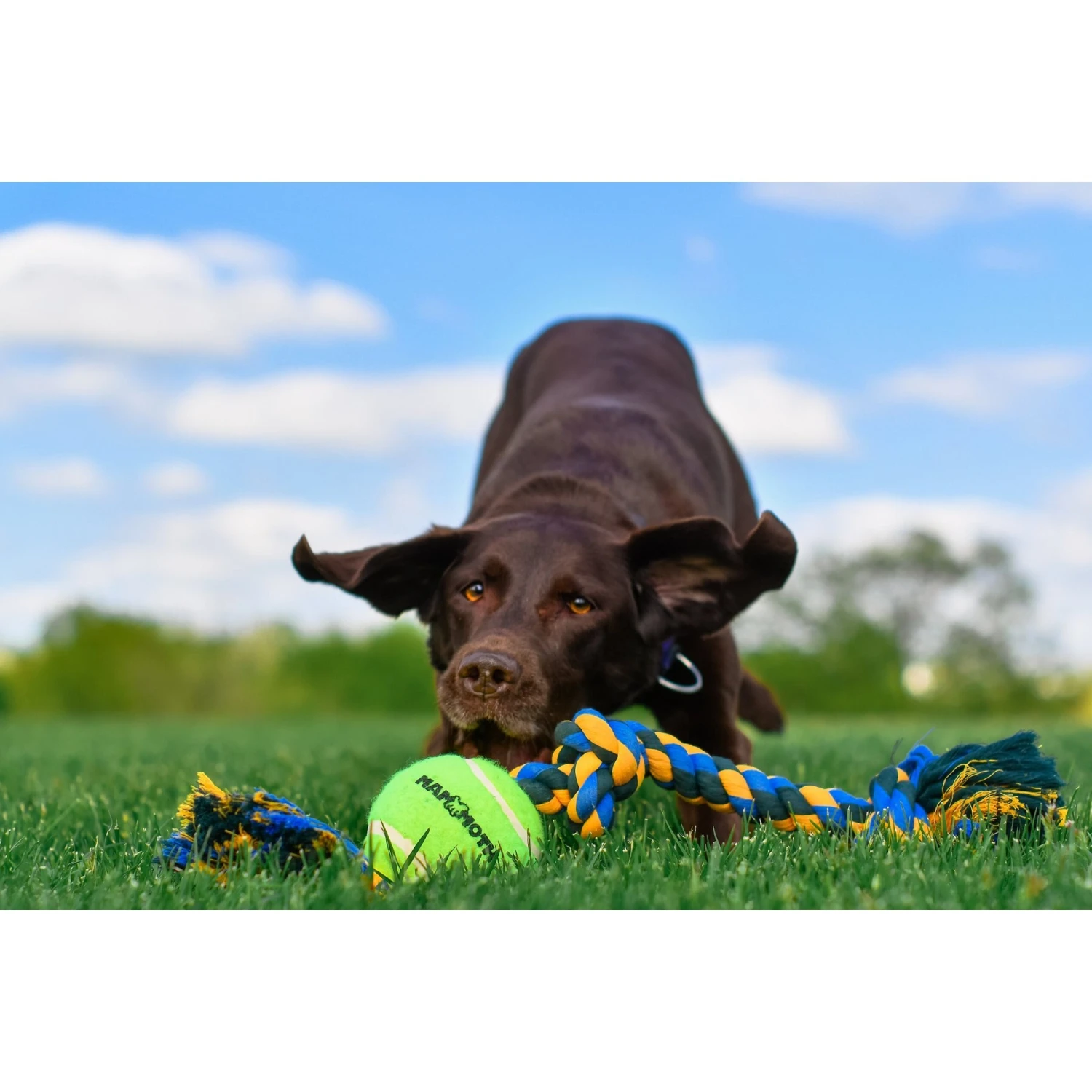 Mammoth Color 3 Knot Rope Tug With Tennis Ball For Dogs, Color Varies 9 Mammoth Color 3 Knot Rope Tug With Tennis Ball For Dogs, Color Varies - Image 7