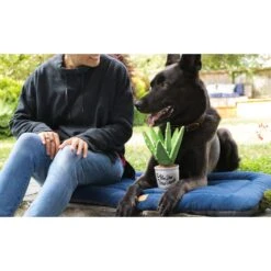 P.L.A.Y. Pet Lifestyle And You Blooming Buddies Set Plush Squeaky Dog Toy, 5 Count 19 P.L.A.Y. Pet Lifestyle And You Blooming Buddies Set Plush Squeaky Dog Toy, 5 Count -Pet Dog Supply Store 896654 PT8. AC SS1800 V1695593825