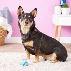 KONG Puppy Activity Ball Dog Toy, Color Varies 14 KONG Puppy Activity Ball Dog Toy, Color Varies -Pet Dog Supply Store 91191 PT4. AC SS1800 V1603145499