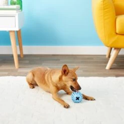 KONG Puppy Activity Ball Dog Toy, Color Varies 15 KONG Puppy Activity Ball Dog Toy, Color Varies -Pet Dog Supply Store 91191 PT5. AC SS1800 V1603156594