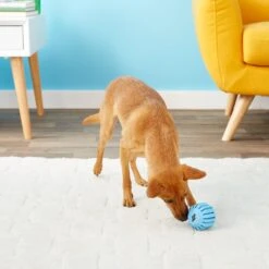 KONG Puppy Activity Ball Dog Toy, Color Varies 16 KONG Puppy Activity Ball Dog Toy, Color Varies -Pet Dog Supply Store 91191 PT6. AC SS1800 V1603153584