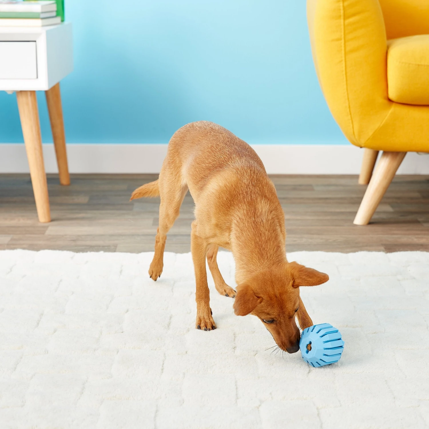 KONG Puppy Activity Ball Dog Toy, Color Varies 9 KONG Puppy Activity Ball Dog Toy, Color Varies - Image 7