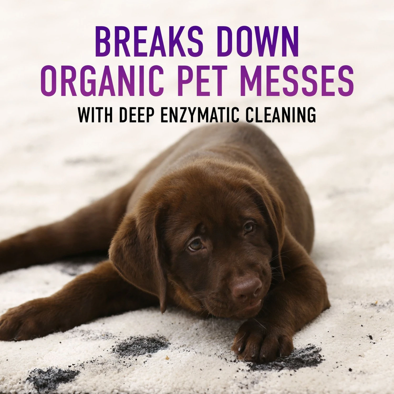 Hoover Paws & Claws Hard Floor Cleaner, 64-oz Bottle 4 Hoover Paws & Claws Hard Floor Cleaner, 64-oz Bottle - Image 2