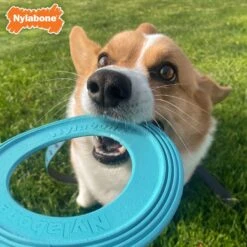 Nylabone Power Play Super Flyer Puppy Toy, Blue -Pet Dog Supply Store 939830 PT2. AC SS1800 V1692108863