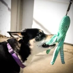 Pet Fit For Life Squeaky Plush Dog Toy For Alligator Wand, 3 Count -Pet Dog Supply Store 987270 PT7. AC SS1800 V1699648333